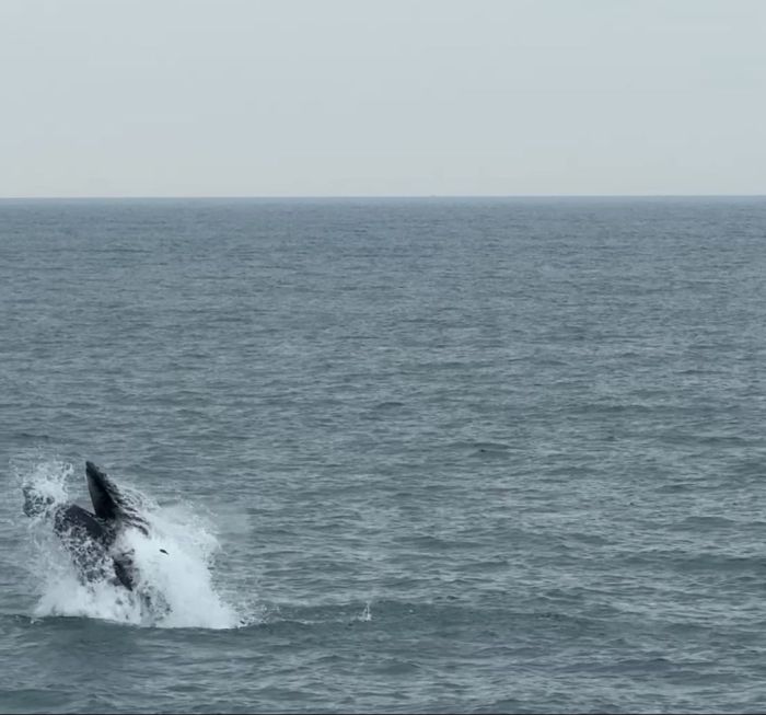 Boston Harbor Cruise Whale Watch | Humpback Whale Breach