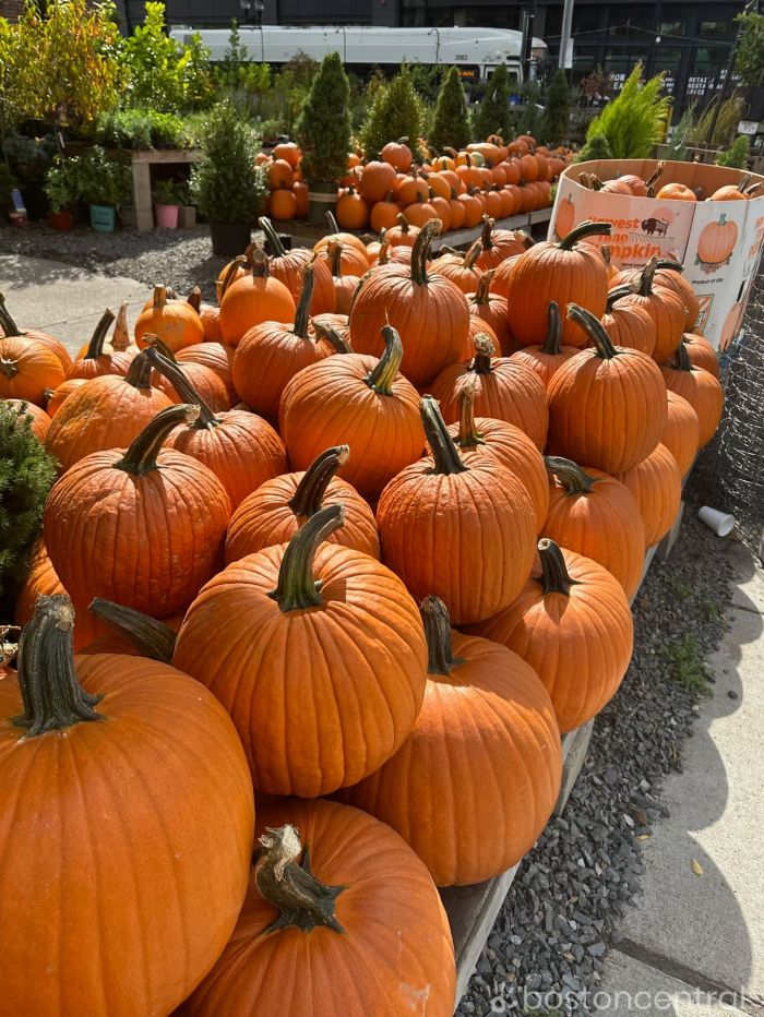 Pumpkin picking near boston